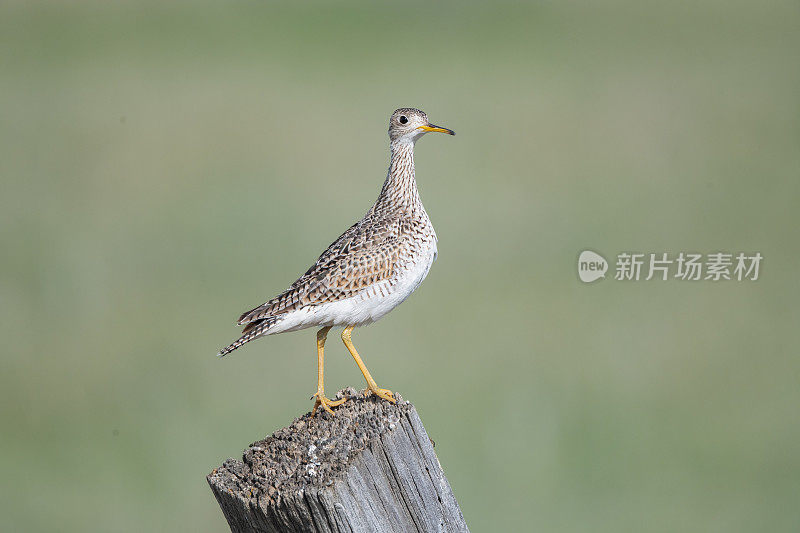 高地鹬(Bartramia longicauda)栖息在牧场上的旧栅栏柱子上